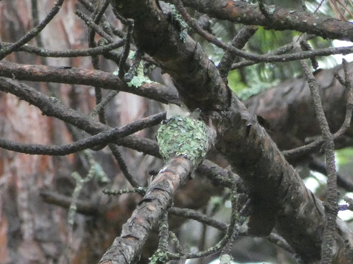 Ruby-throated Hummingbird - Jim Lind