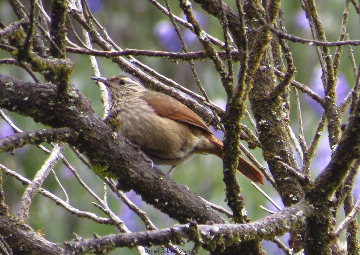 Bandurrita Estriada - ML104761871