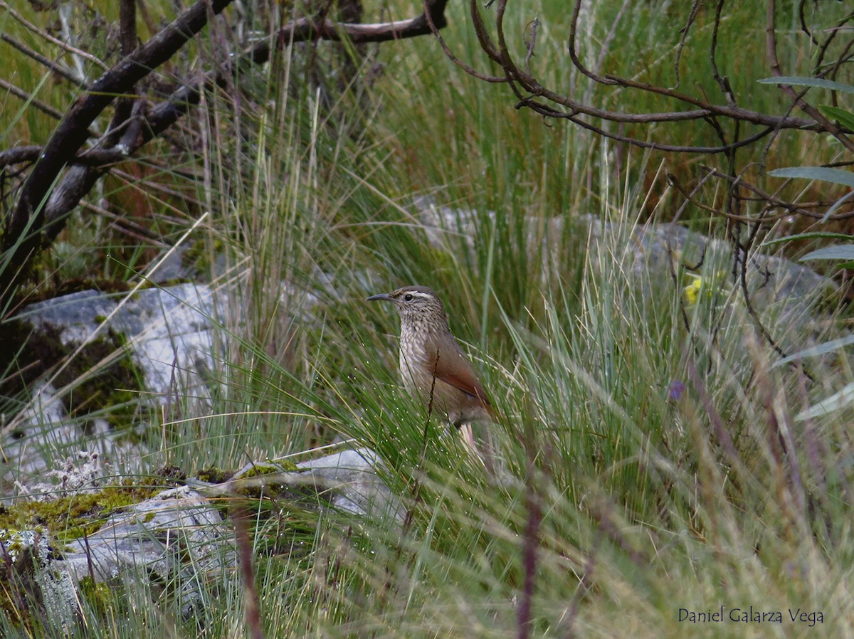 Striated Earthcreeper - ML104762061