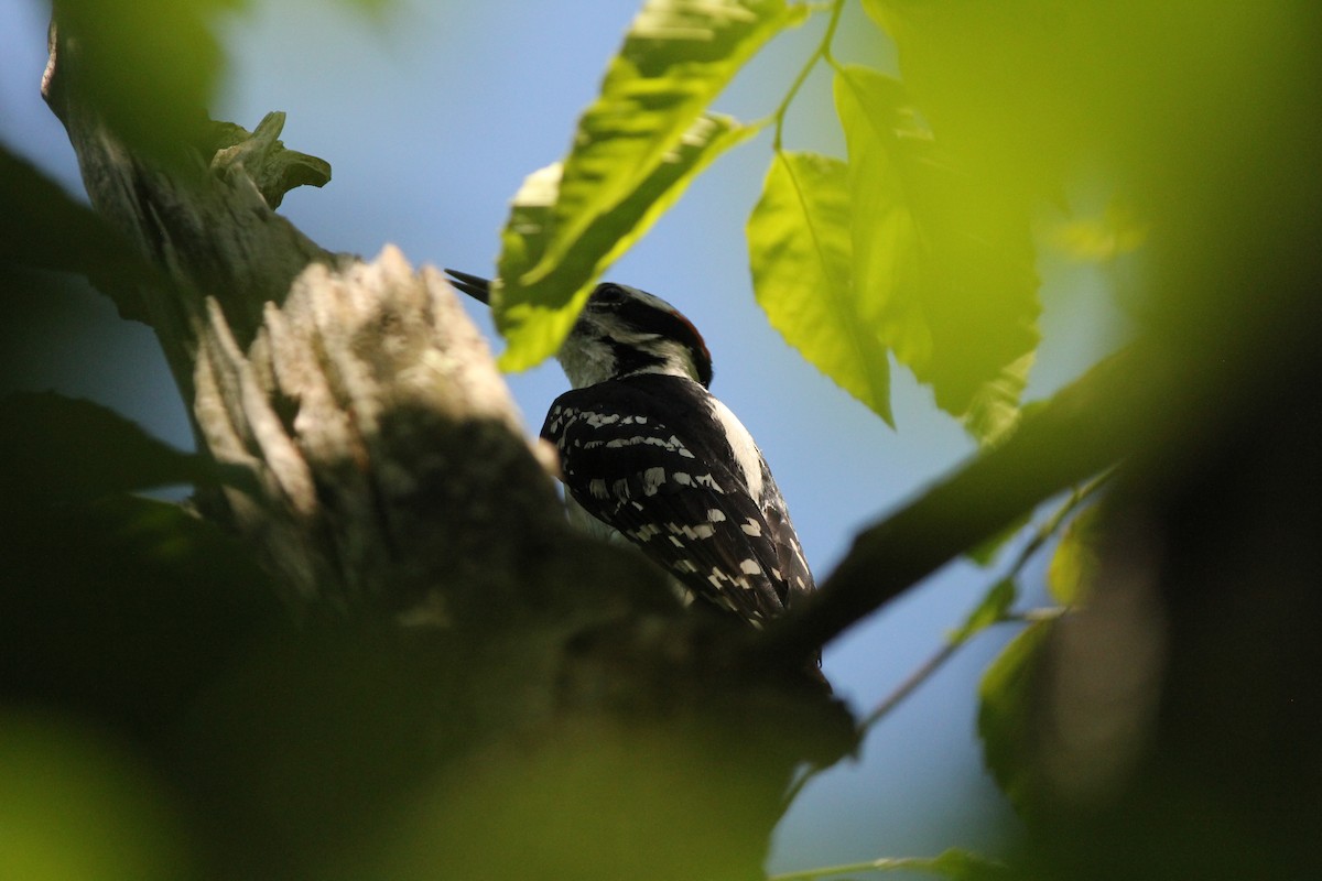 Hairy Woodpecker - ML104763301