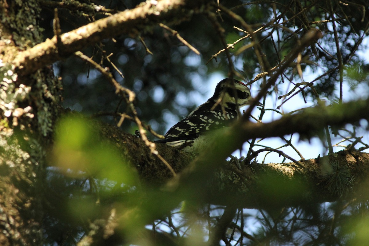 Hairy Woodpecker - ML104763311