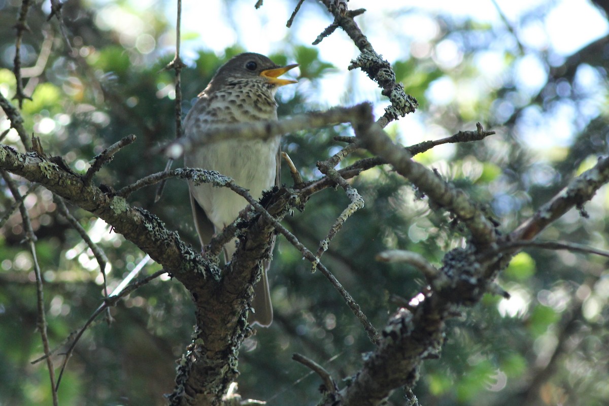 Bicknell's Thrush - ML104764221