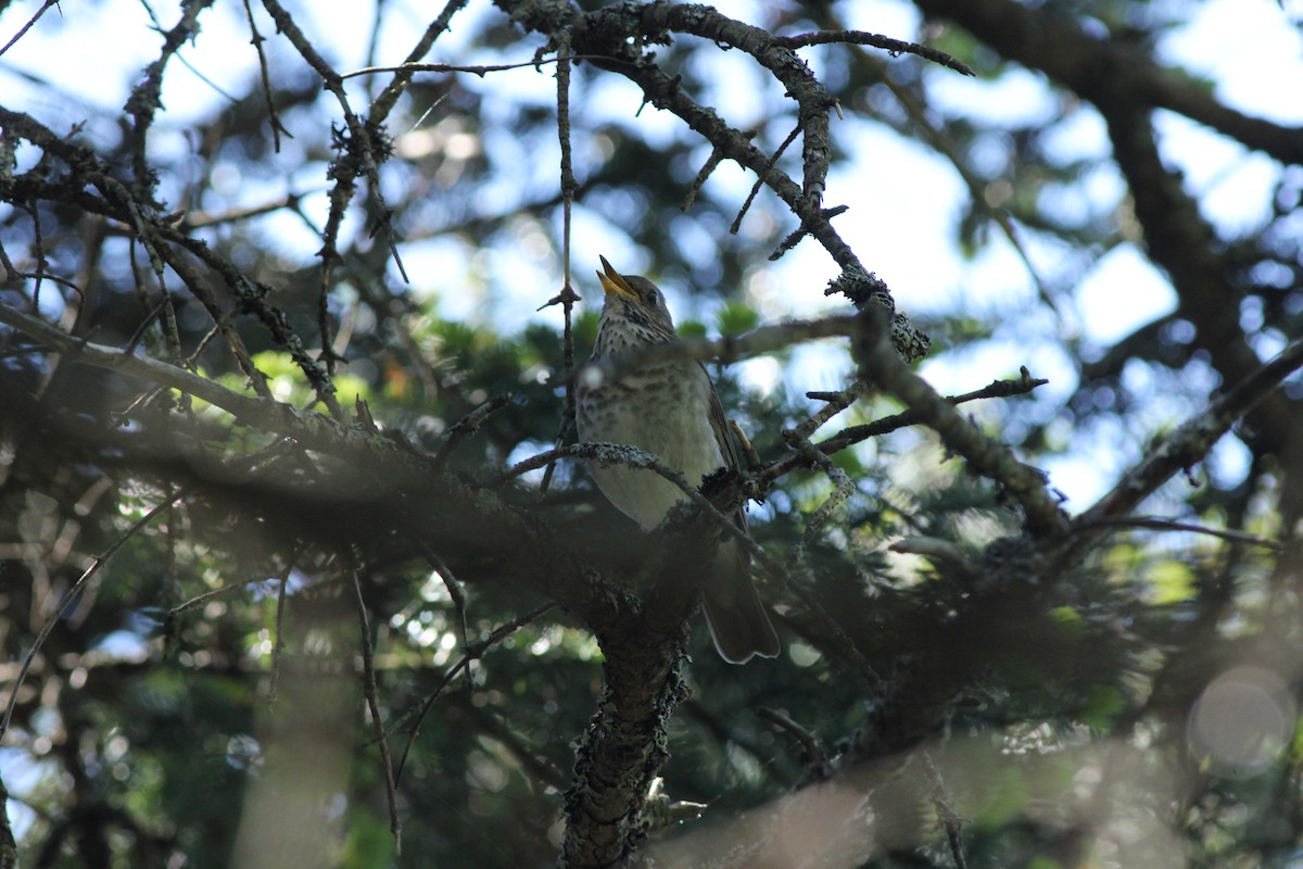 Bicknell's Thrush - ML104764251