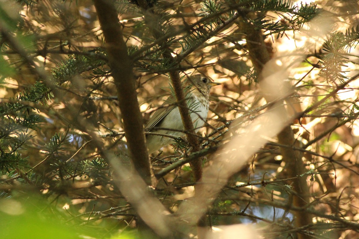 Bicknell's Thrush - ML104764261