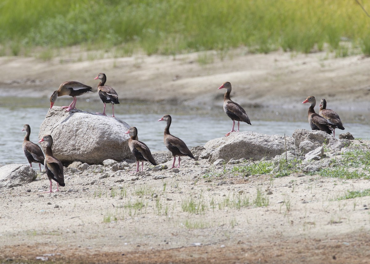 Black-bellied Whistling-Duck - ML104765281