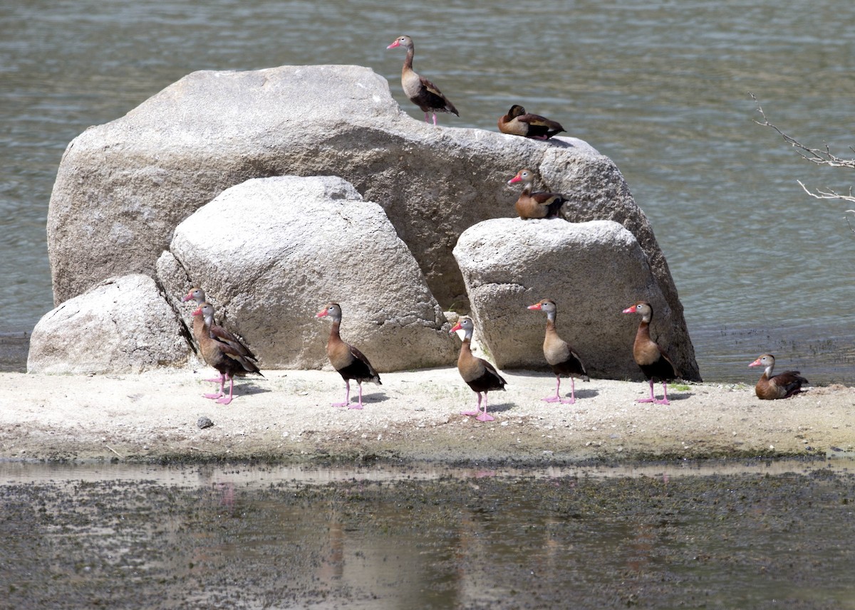 Black-bellied Whistling-Duck - ML104765341