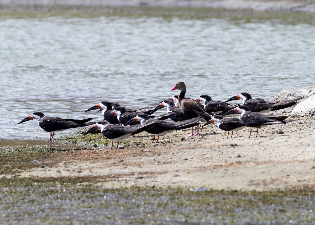 Black Skimmer - Gregory Peterson