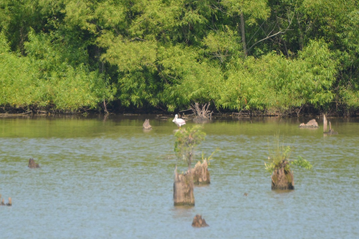 Roseate Spoonbill - ML104767101