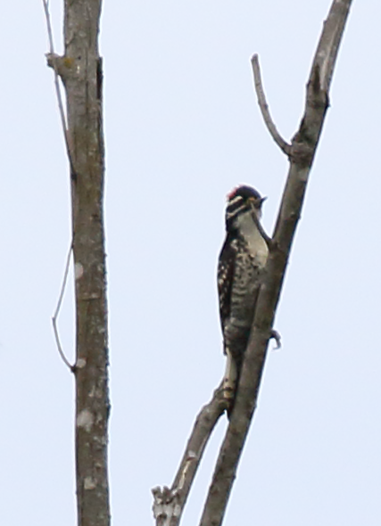 Nuttall's Woodpecker - ML104768241