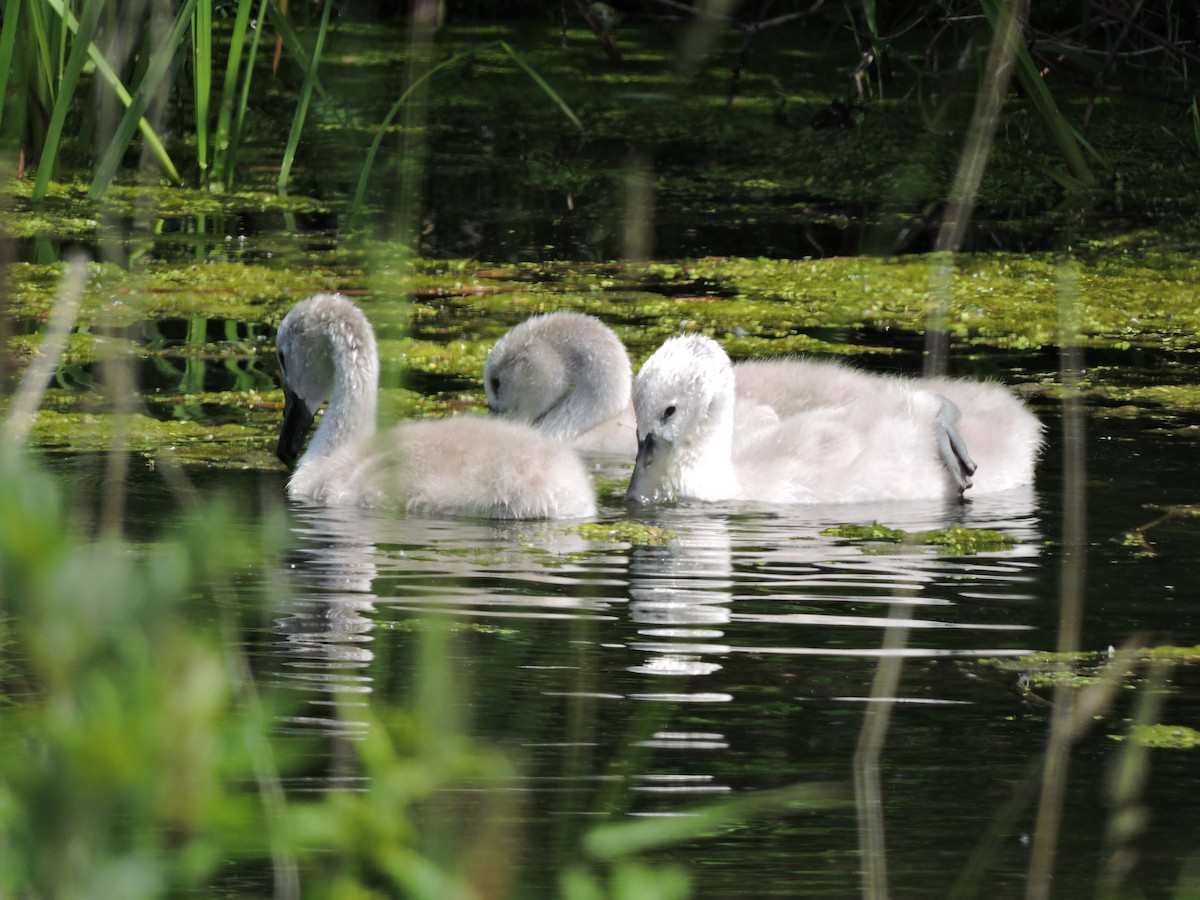 Mute Swan - Mike Norton