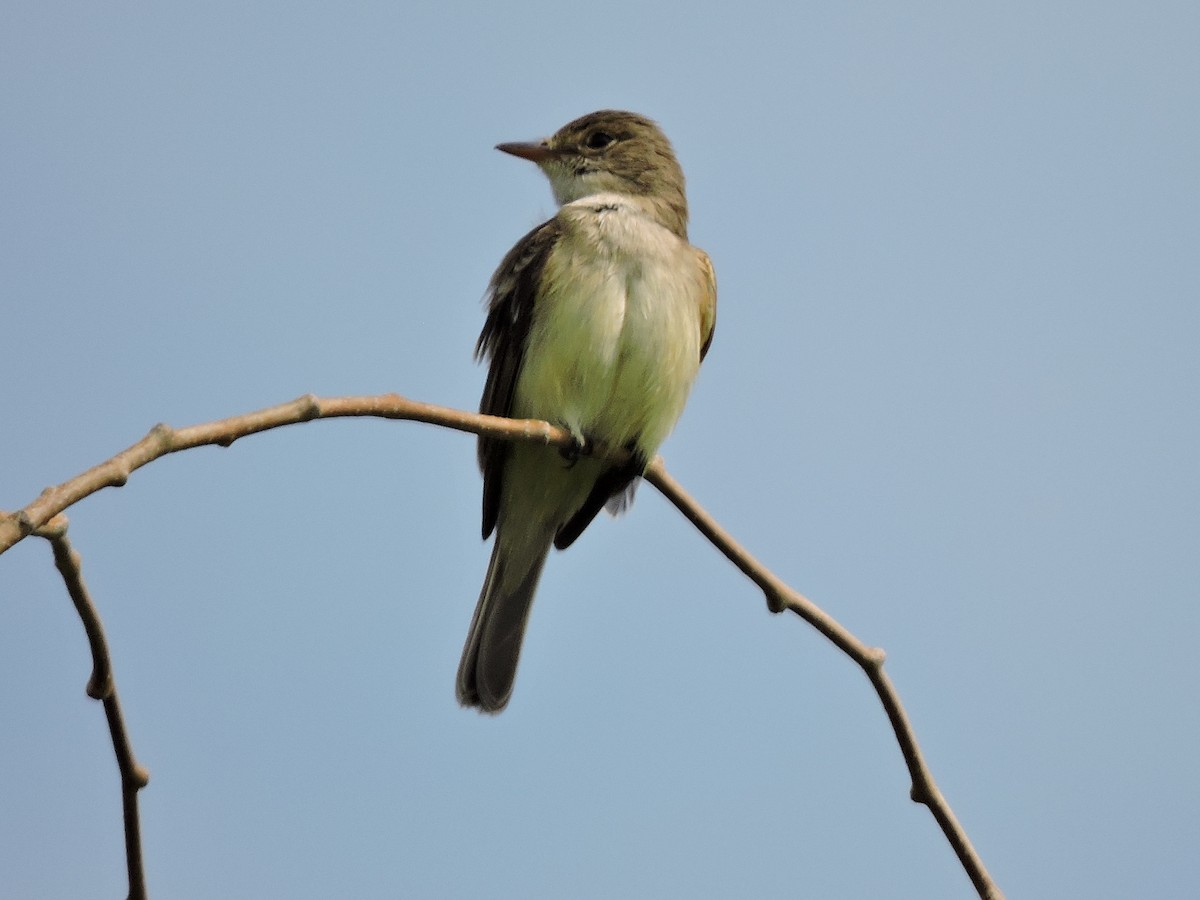 Willow Flycatcher - ML104771941