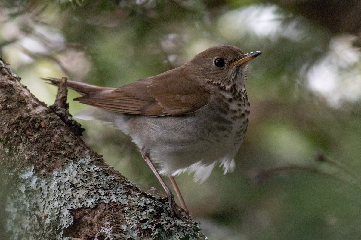 drozd newfoundlandský - ML104772811