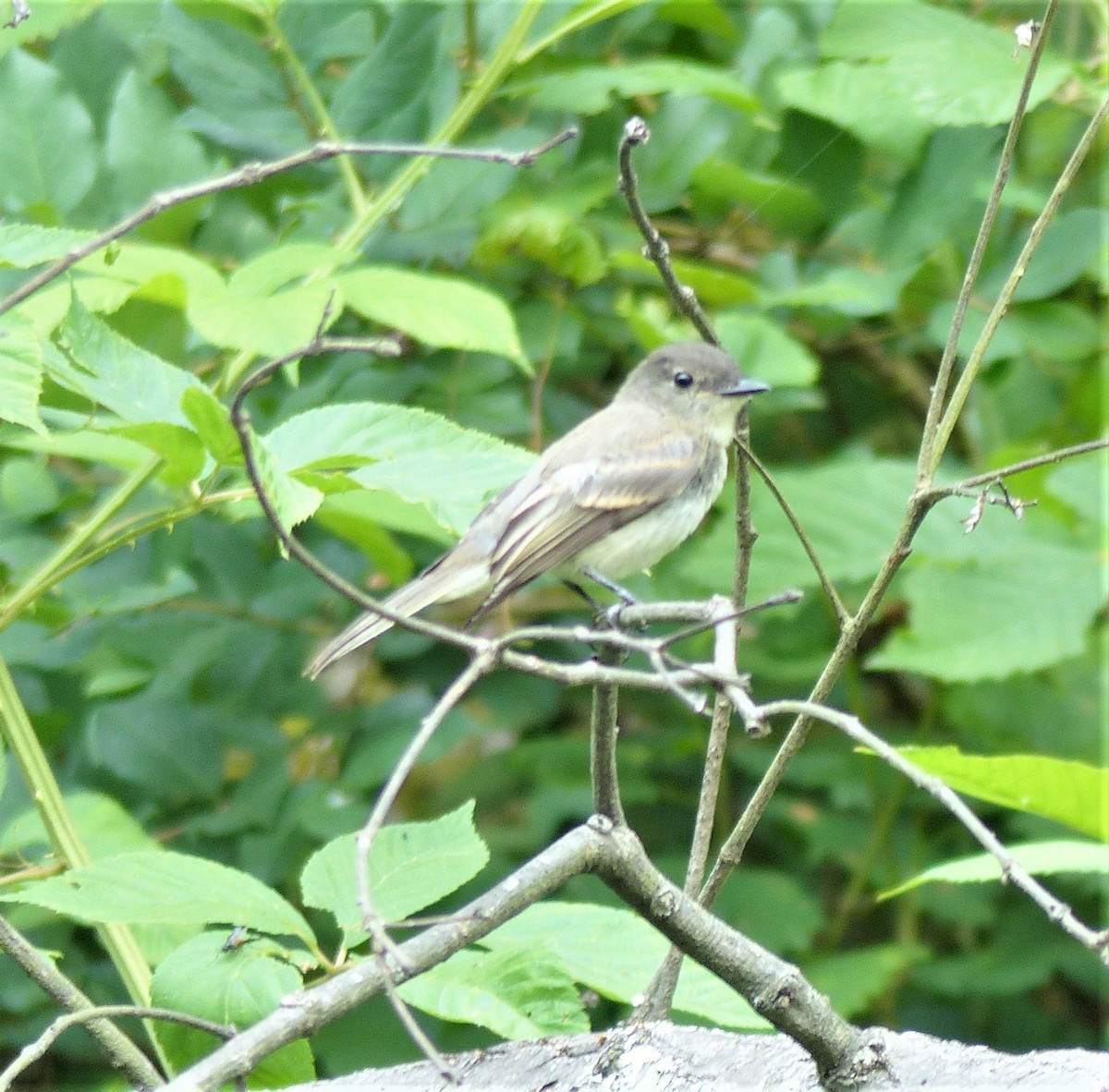 Eastern Phoebe - ML104773611