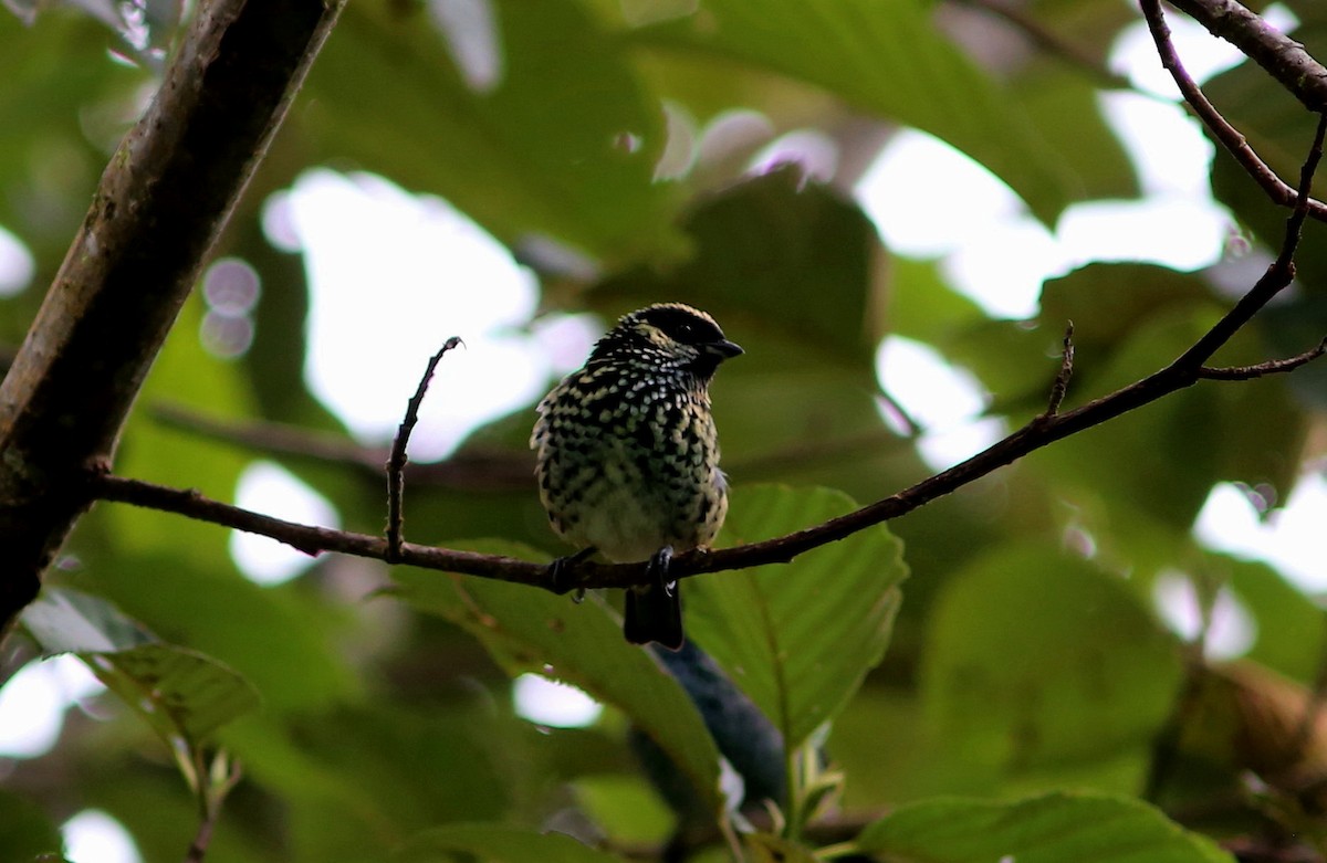 Beryl-spangled Tanager - ML104774061