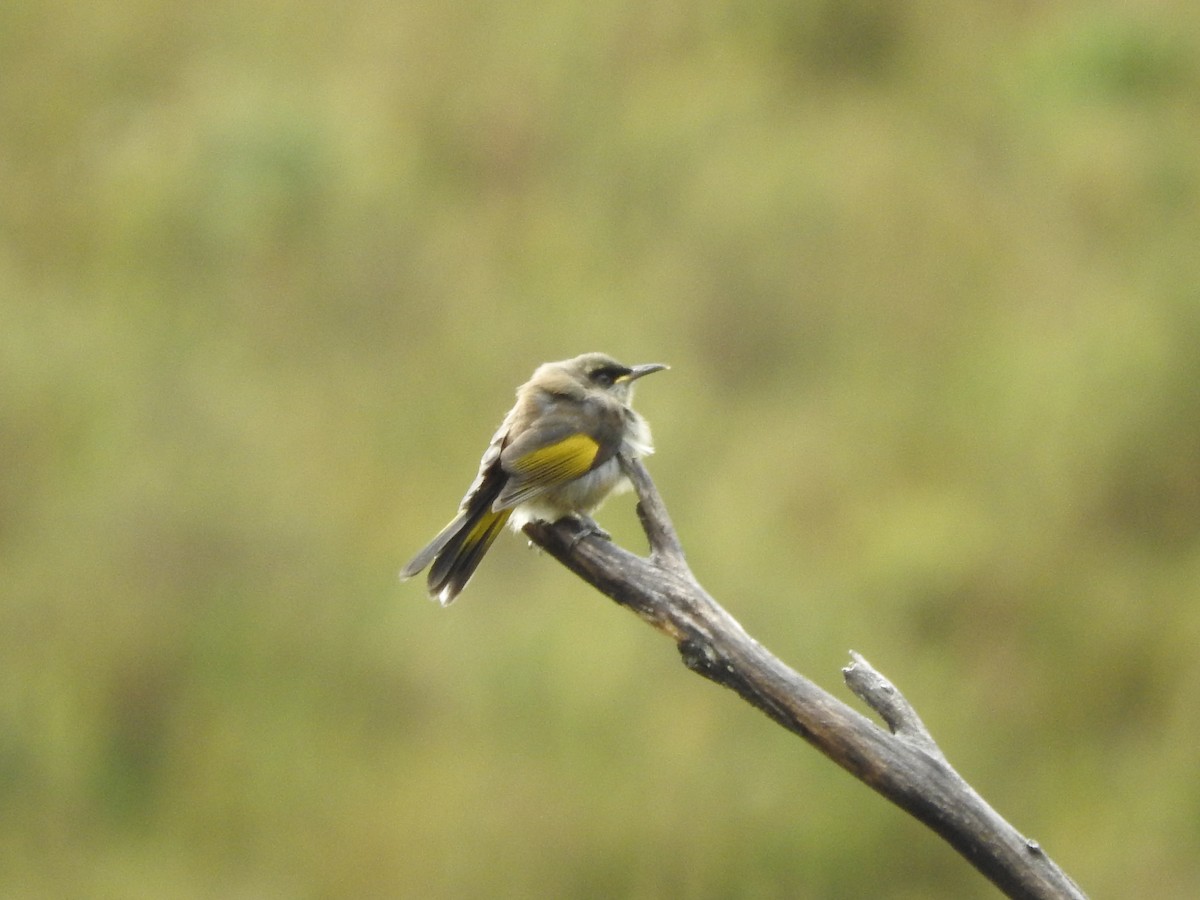 Crescent Honeyeater - ML104774391