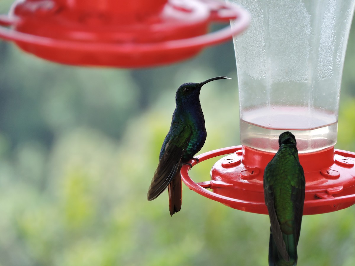 kolibřík azurovoprsý - ML104774571