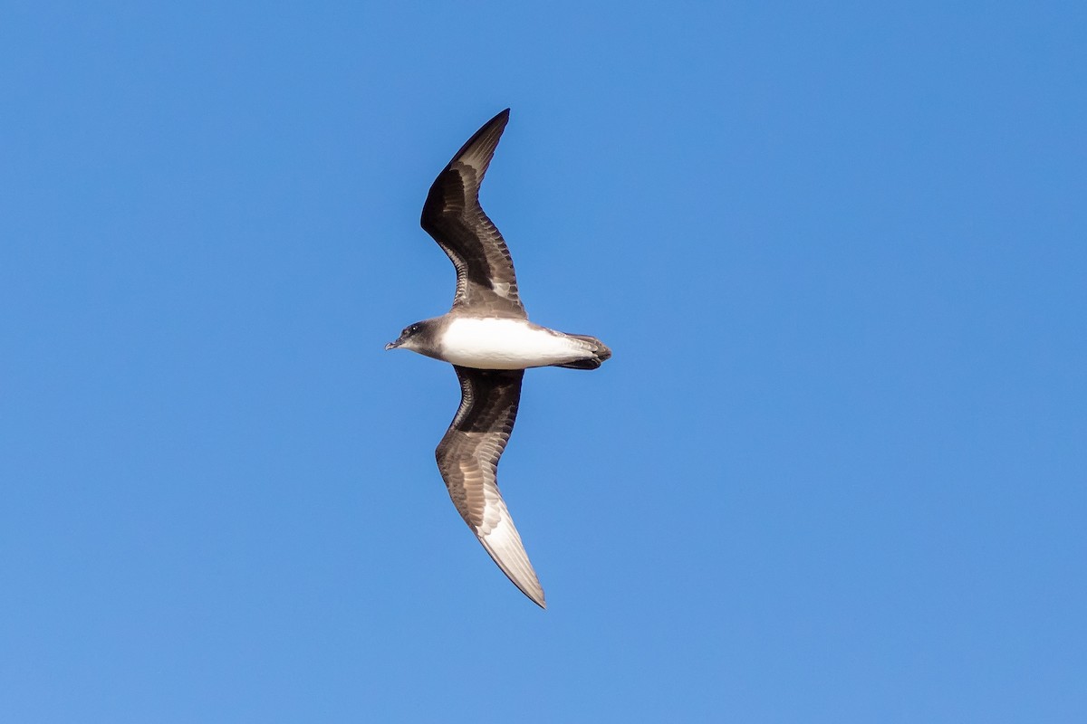 Herald Petrel - Pio Marshall