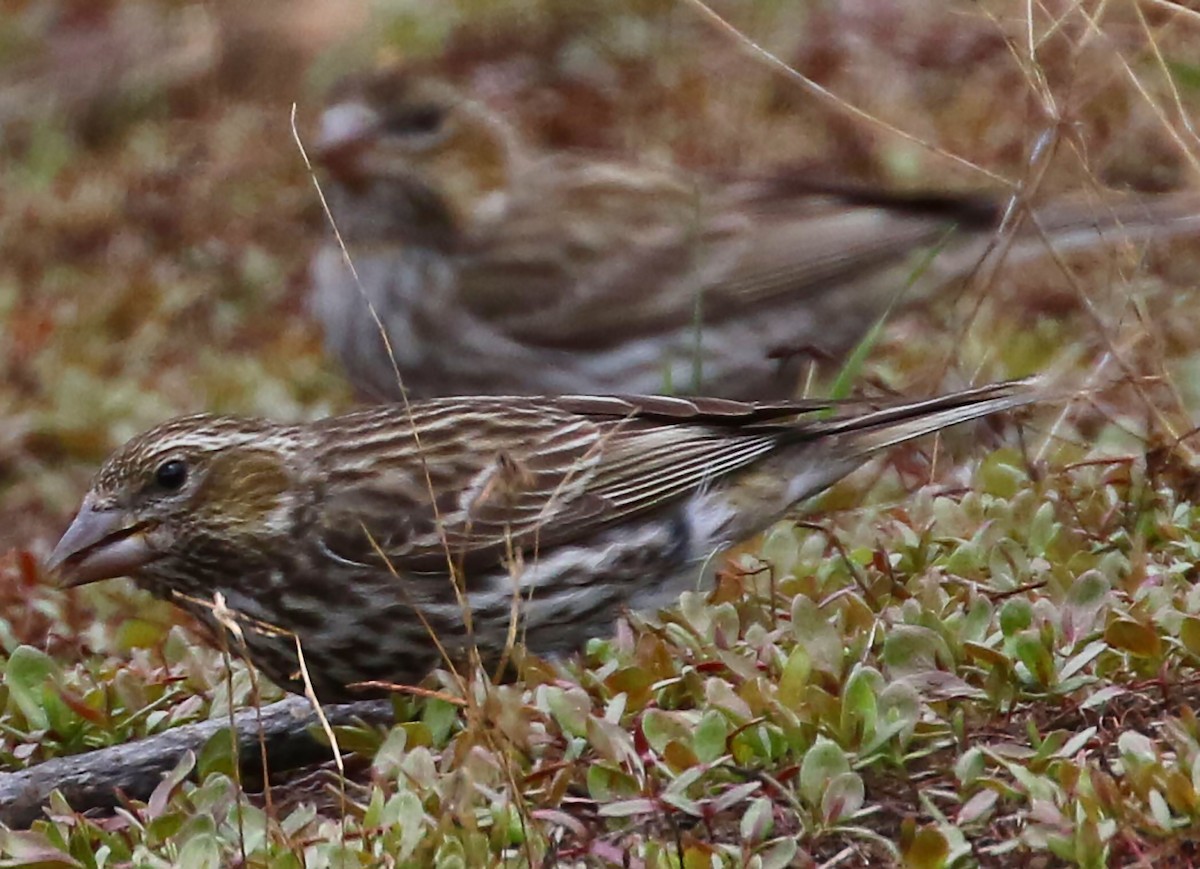 Cassin's Finch - ML104777151