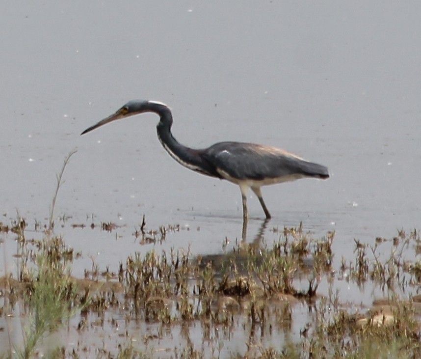 Tricolored Heron - Lorraine Lanning