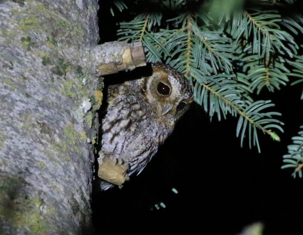 Flammulated Owl - Tom Benson