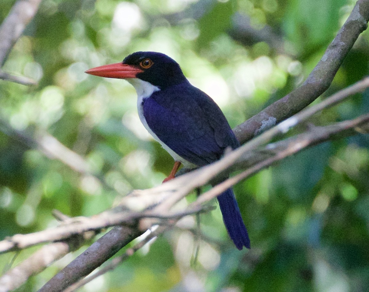White-rumped Kingfisher - ML104778471