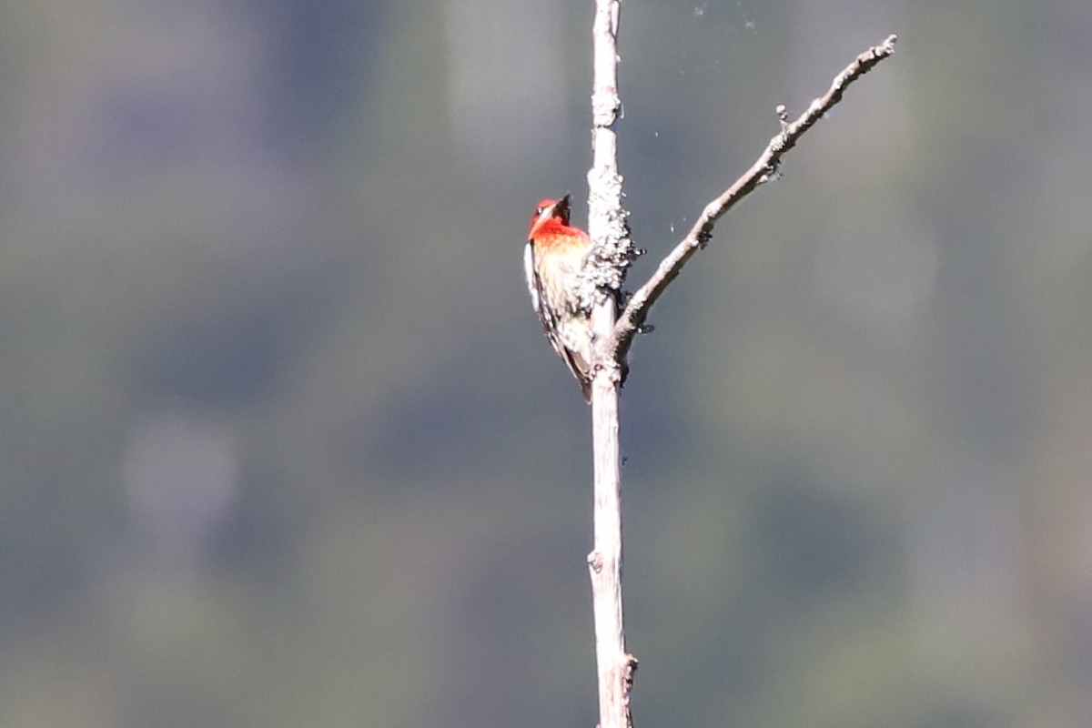 Red-breasted Sapsucker - ML104780191