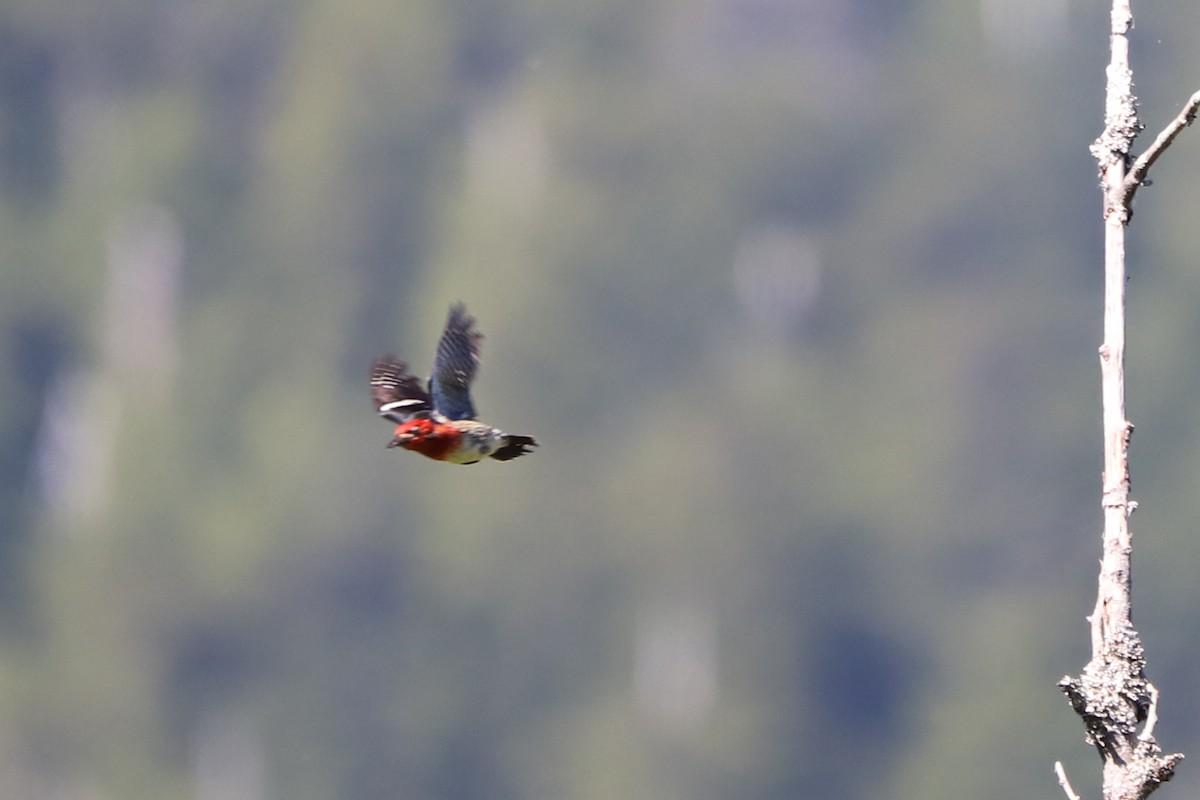 Red-breasted Sapsucker - ML104780281