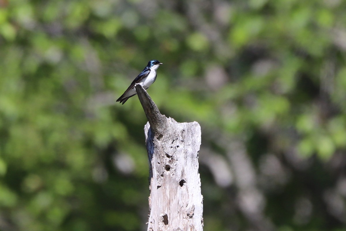 Tree Swallow - Walter Thorne