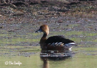 Fulvous Whistling-Duck - ML104780461