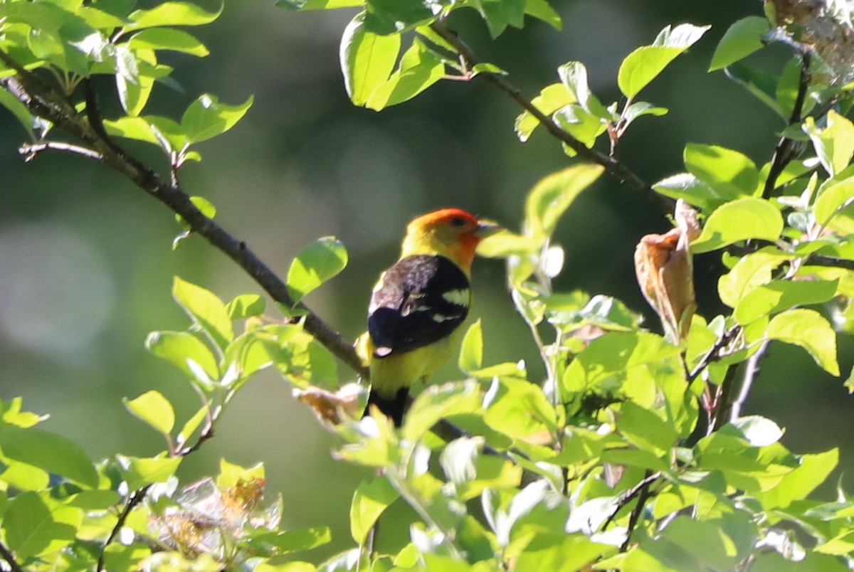 Western Tanager - ML104780491