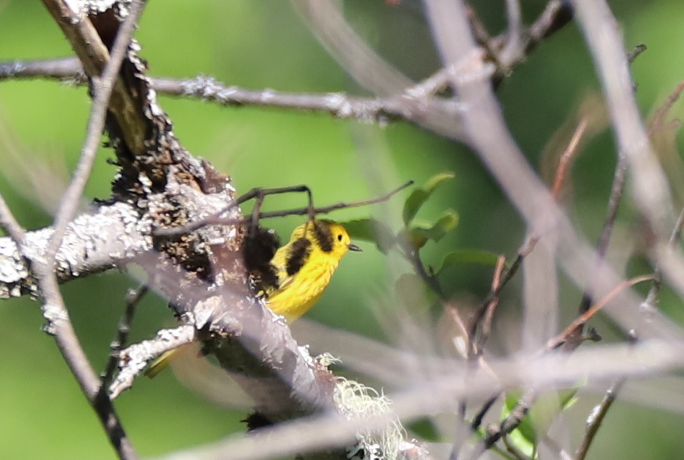 Yellow Warbler - ML104780591