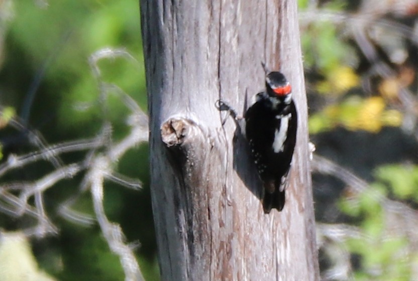 Hairy Woodpecker - ML104780771