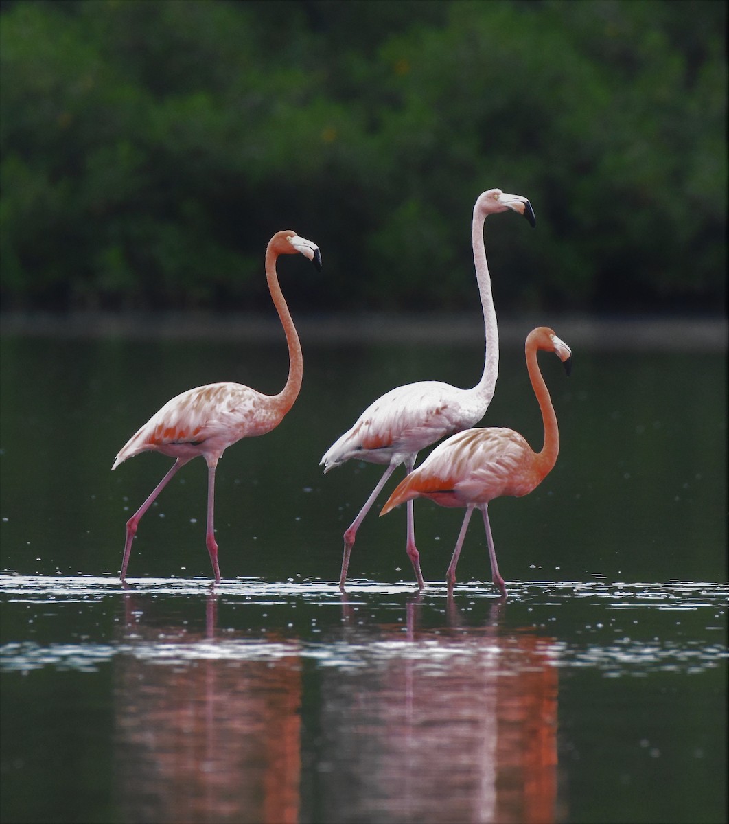 Amerika Flamingosu - ML104781791