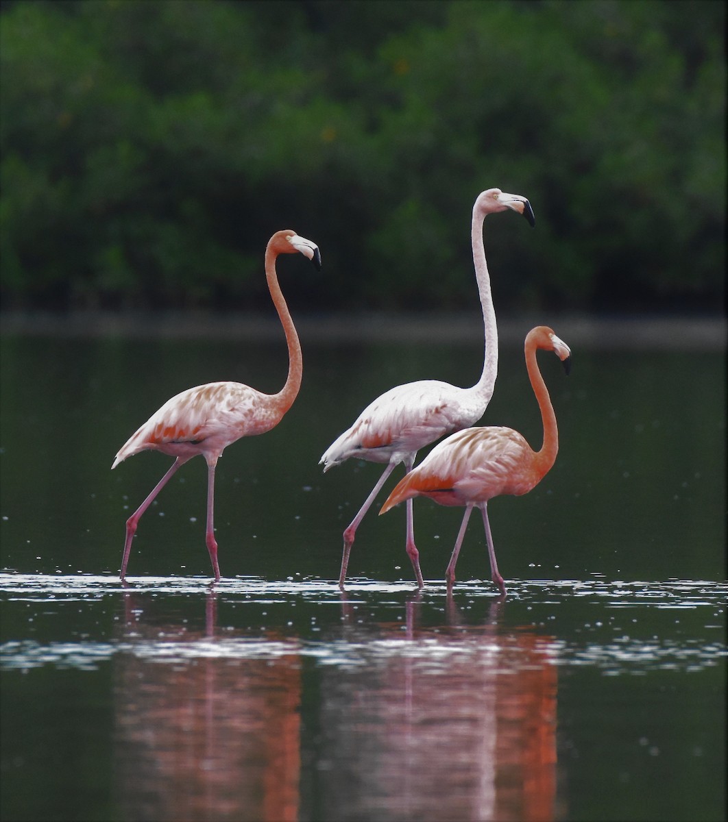 American Flamingo - ML104781791