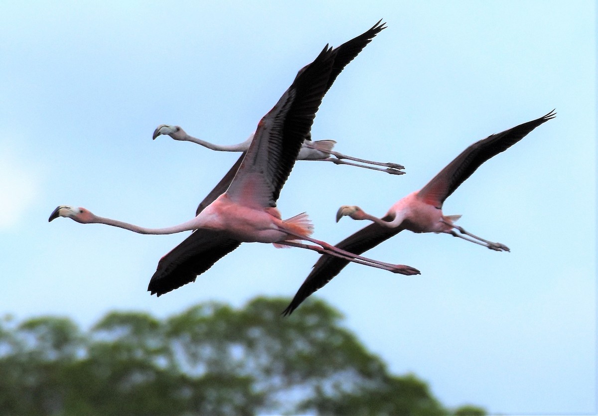 American Flamingo - ML104781821