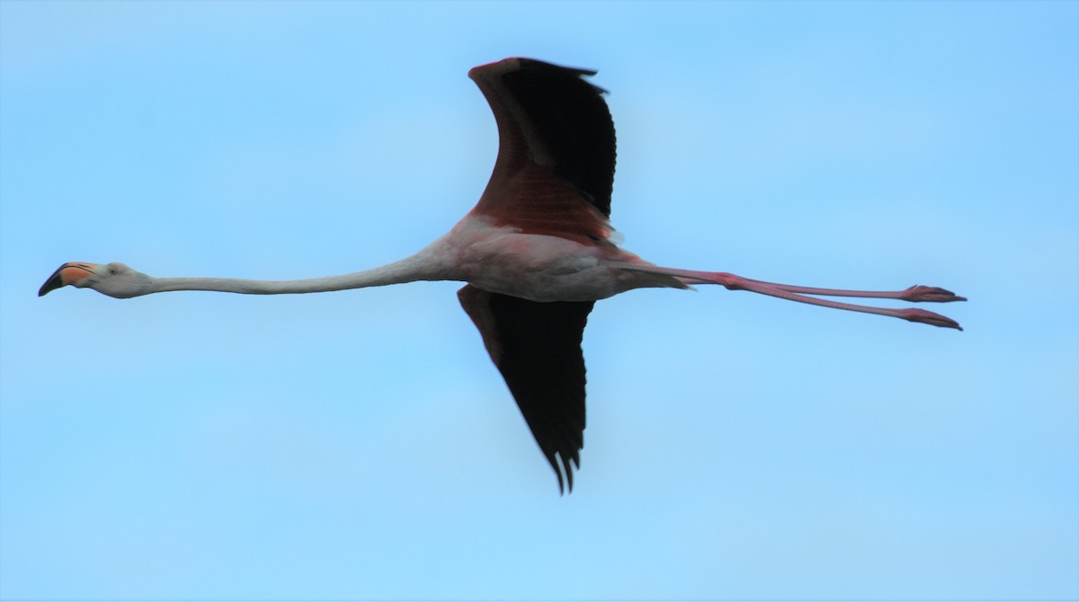 American Flamingo - ML104782041