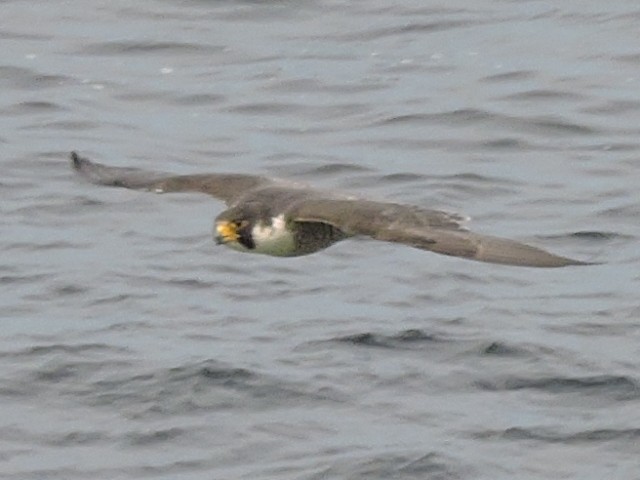 Peregrine Falcon - Melody Walsh