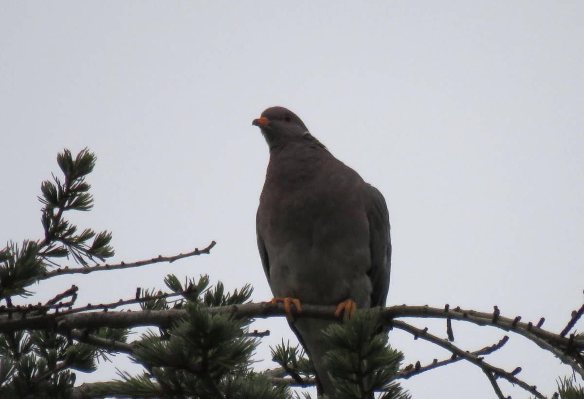 Band-tailed Pigeon - ML104783001