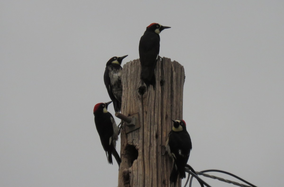 Acorn Woodpecker - ML104783181