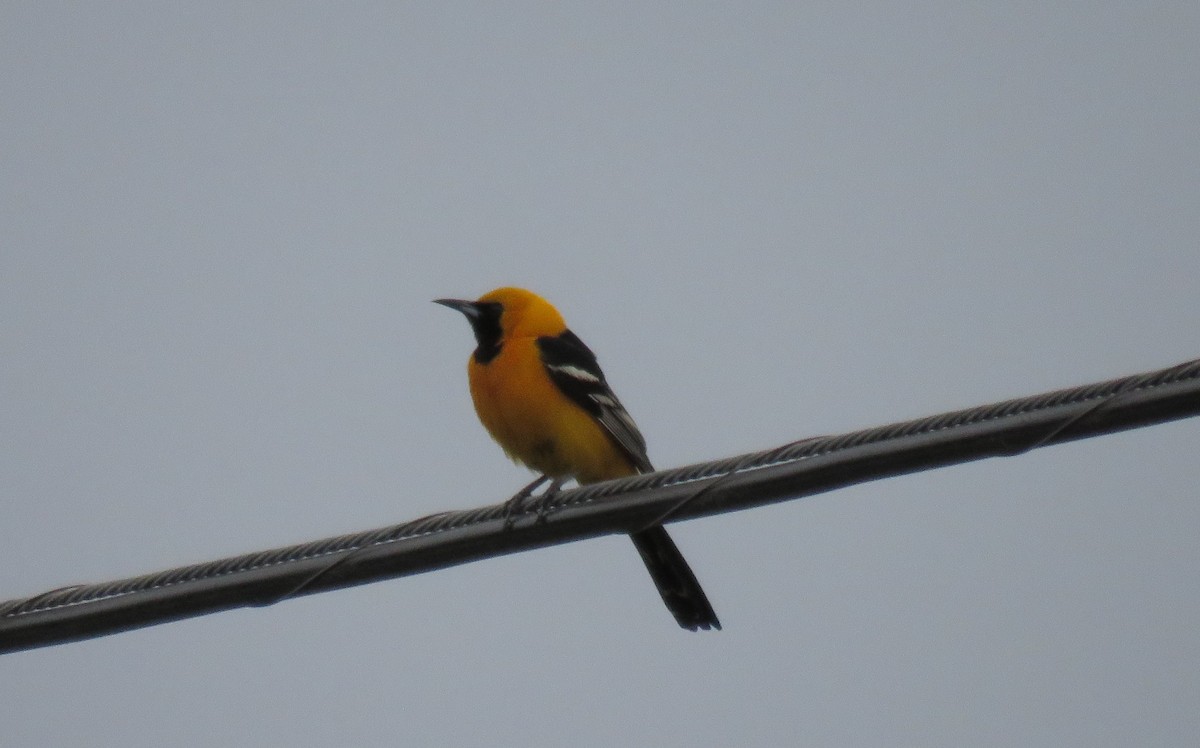 Hooded Oriole - ML104783431