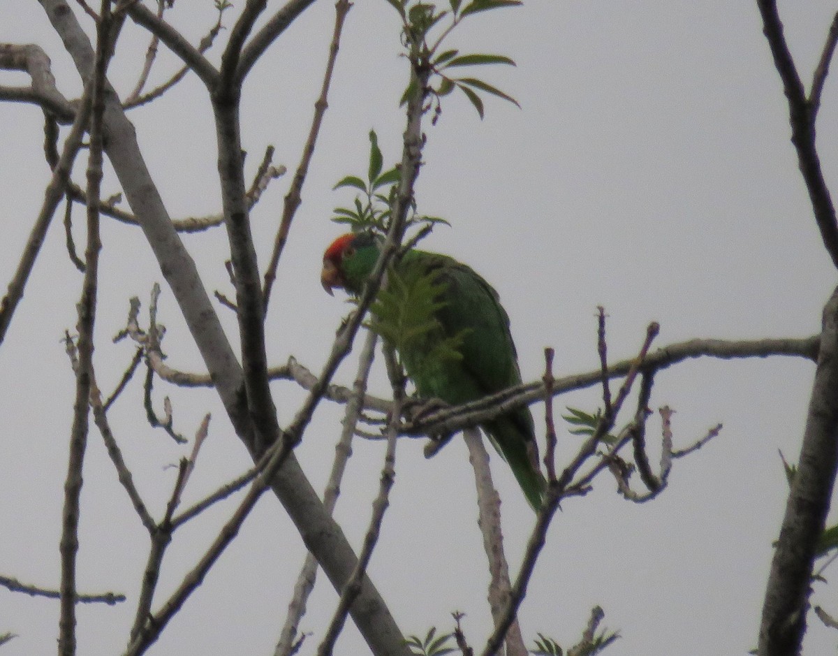 Red-crowned Amazon - ML104783461