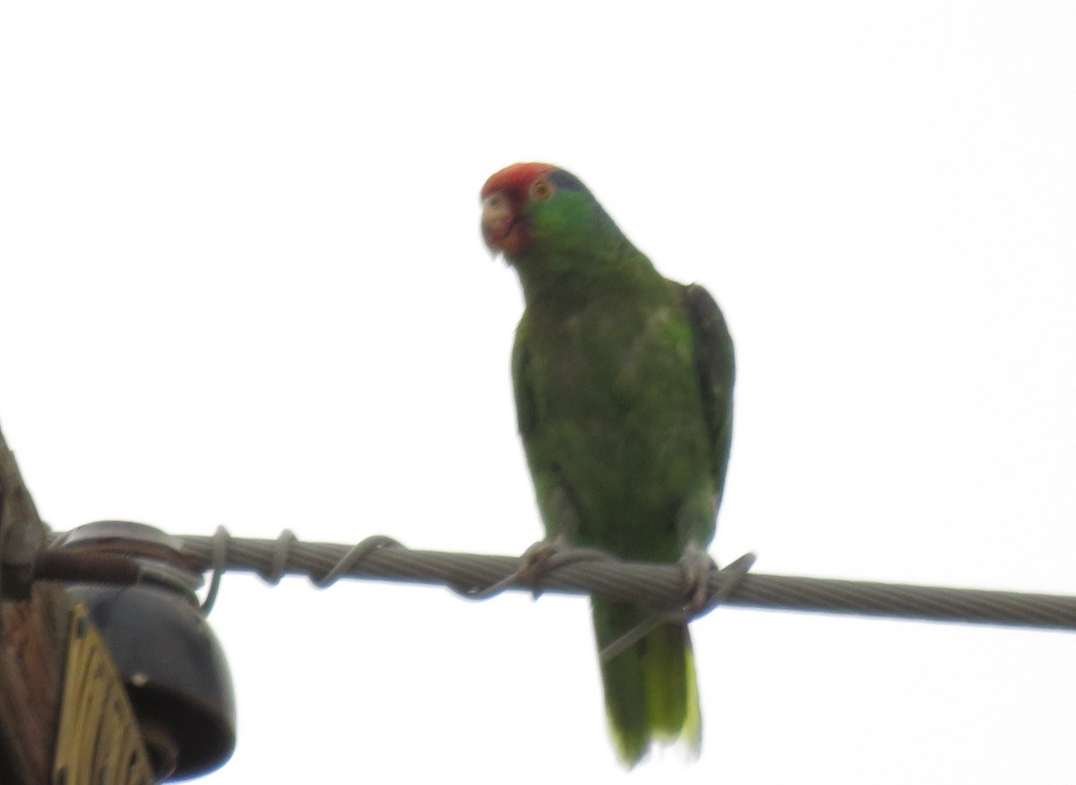 Red-crowned Amazon - ML104783471