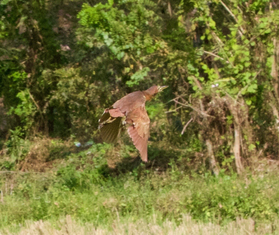 Cinnamon Bittern - ML104787641