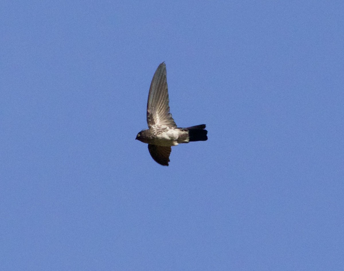 Tenggara Swiftlet - ML104787691