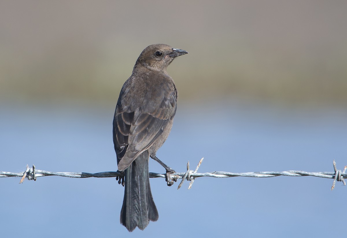 Brewer's Blackbird - ML104788081