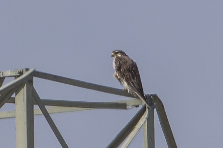 Prairie Falcon - Jerry Ting