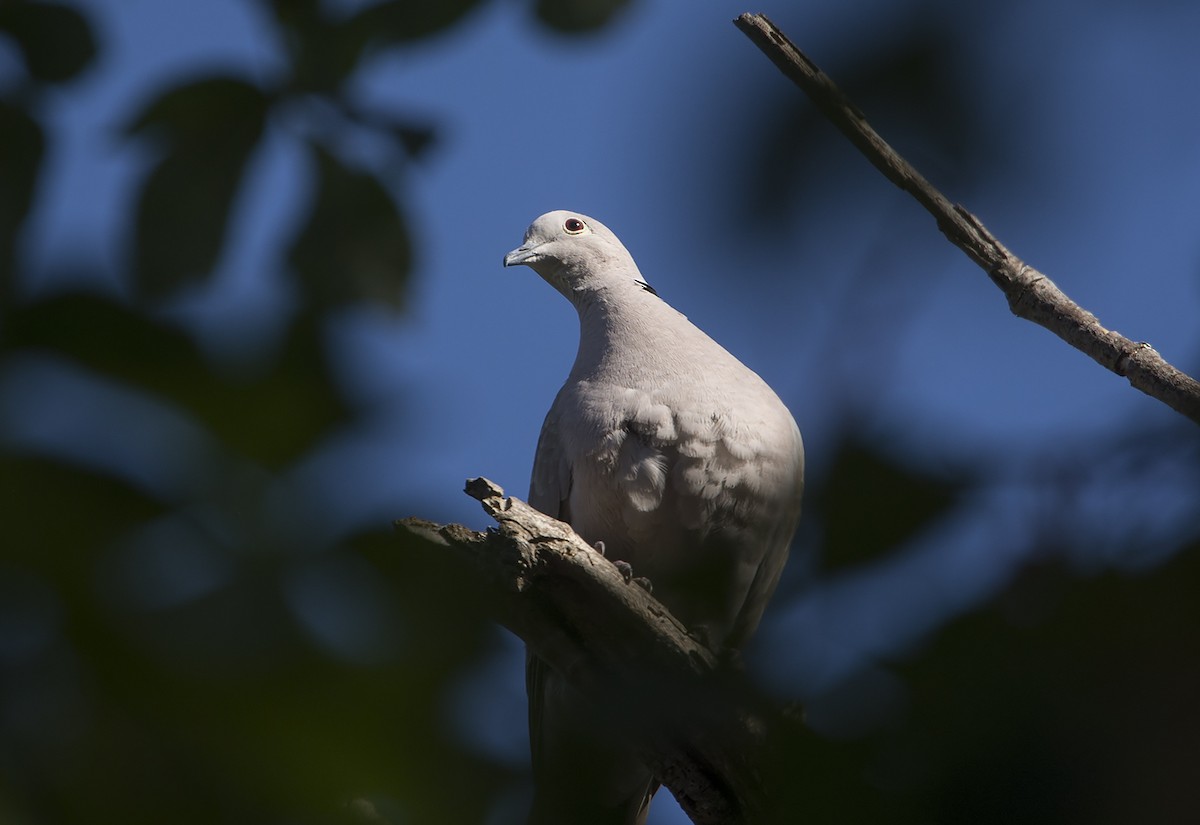 Eurasian Collared-Dove - ML104790031
