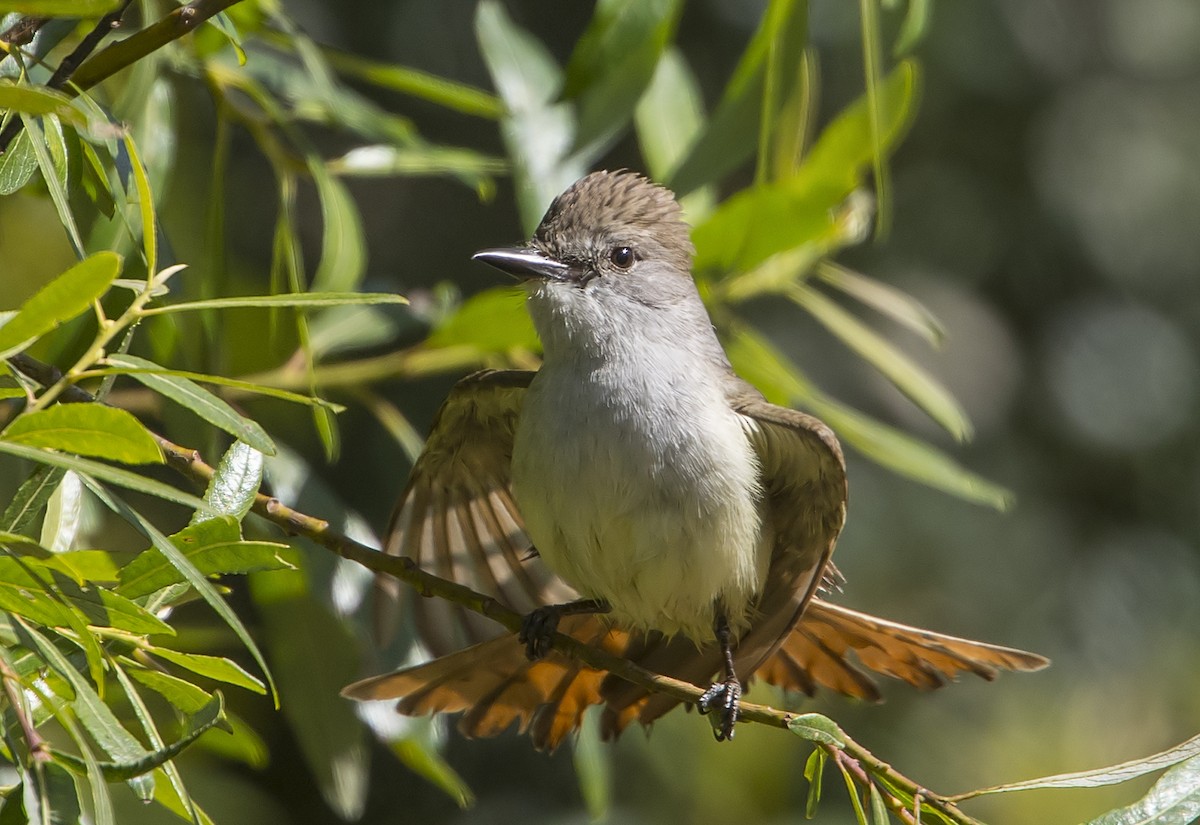 Ash-throated Flycatcher - ML104790421