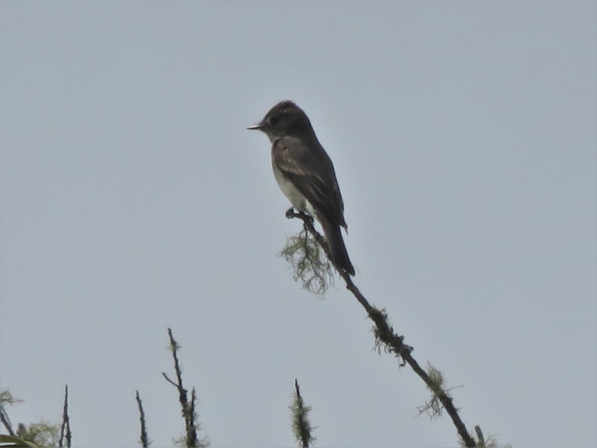 Western Wood-Pewee - ML104790451