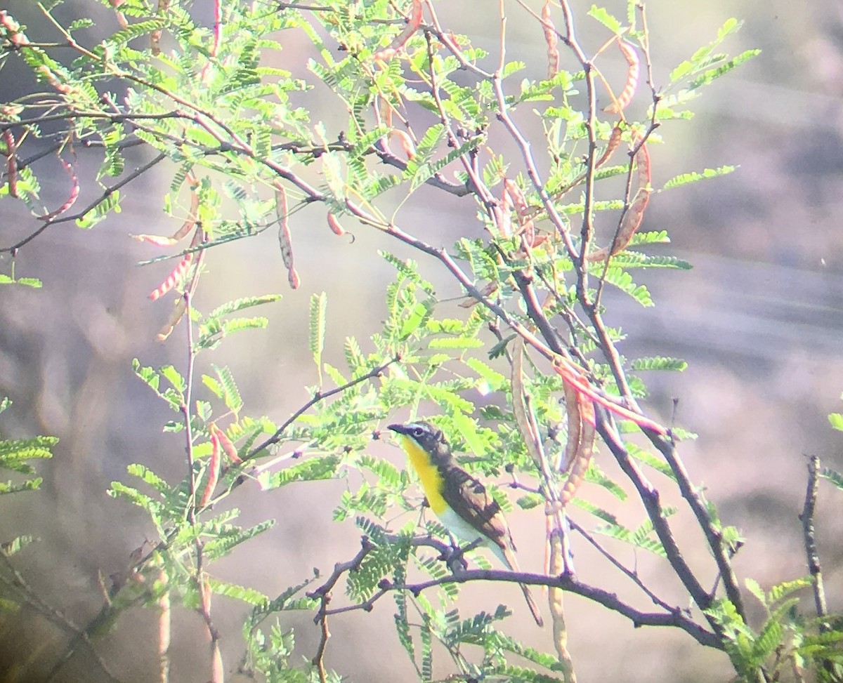 Yellow-breasted Chat - ML104790661